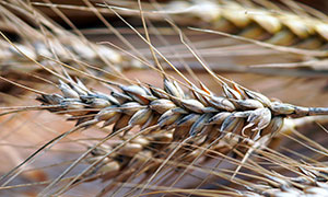 顆粒飽滿的小麥穗主題攝影高清圖片