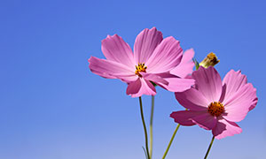 盛开的粉红色花卉植物摄影高清图片