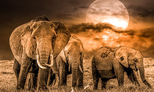 非洲草原上的一群大象摄影高清图片