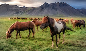 牧场上膘肥体壮的马群摄影高清图片