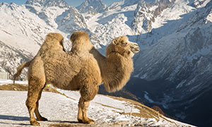 在雪山之巅的骆驼动物摄影高清图片