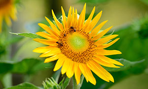 引来蜜蜂采蜜的向日葵摄影高清图片