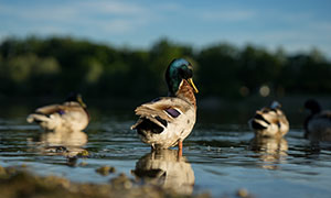 在河边整理羽毛的鸭子摄影高清图片