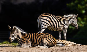 在休息的几只斑马动物摄影高清图片