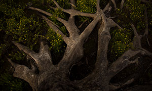 樹根花草植物特寫攝影高清原片素材