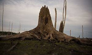 歲月侵蝕樹根蕭瑟風光攝影原片素材