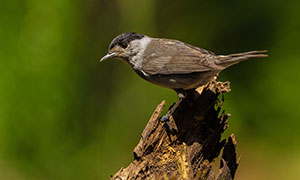 一块枯木上的麻雀小鸟摄影高清图片
