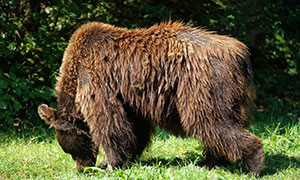 草地上徘徊觅食的棕熊摄影高清图片