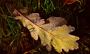 被晨露打湿的一片树叶特写摄影图片