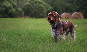 草地上伸着舌头的狗狗摄影高清图片