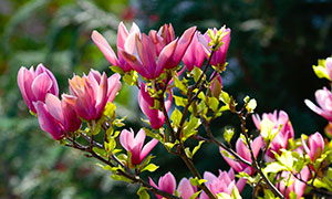 树枝之上盛开的木兰花摄影高清图片