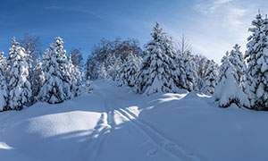 大雪过后的云杉树风光摄影高清图片