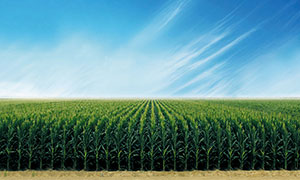 藍天下的玉米地高清攝影圖片