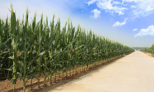 藍天下的玉米地和小路攝影圖片