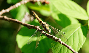 树枝上停留的一只蜻蜓摄影高清图片
