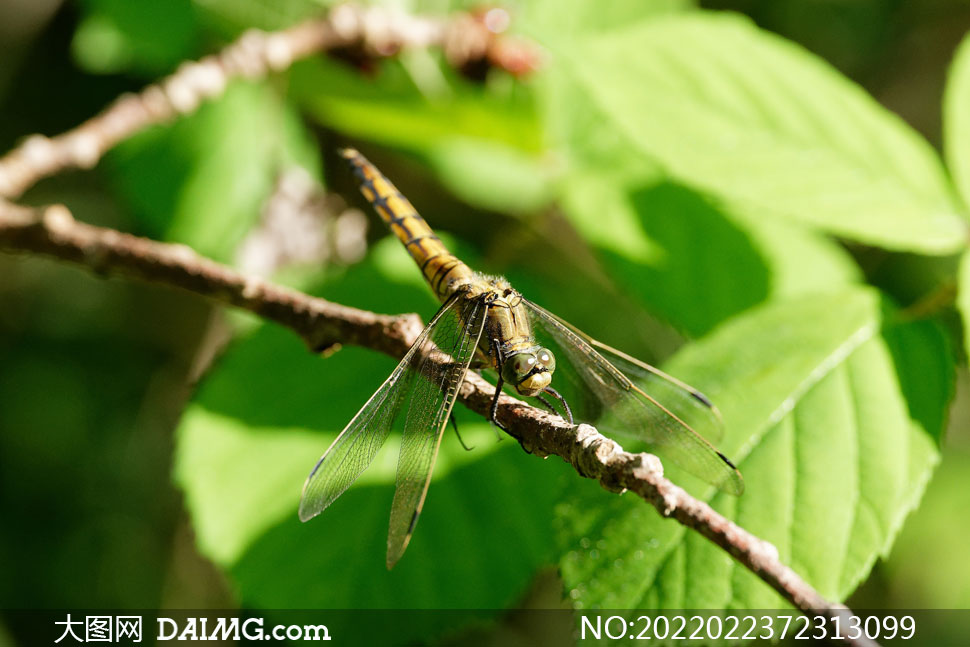 樹枝上停留的一只蜻蜓攝影高清圖片