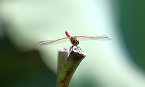 展開了翅膀的蜻蜓特寫攝影高清圖片