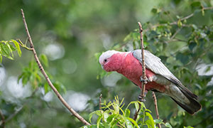 枝头上的粉红凤头鹦鹉特写摄影图片