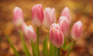 粉红色郁金香植物特写摄影高清图片