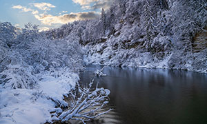 在河边积雪覆盖的树木摄影高清图片