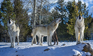 冰天雪地聚在一起嚎叫的狼摄影图片