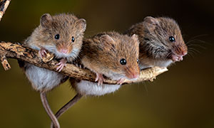抓着树枝的三只小老鼠摄影高清图片