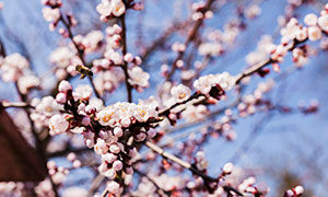 树枝上纷纷绽放的樱花摄影高清图片