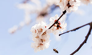 吸引蜜蜂来的樱花特写摄影高清图片