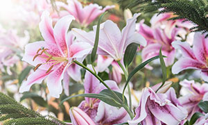 绽放的百合花植物特写摄影高清图片