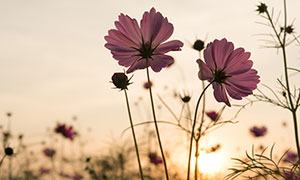 紫色花朵植物逆光摄影高清图片素材