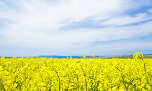 春日油菜花地自然风光摄影高清图片