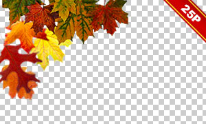 秋天枯萎树叶图层叠加适用图片集V16