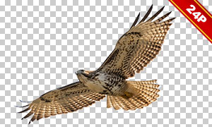 老鹰等飞禽动物叠加高清图片素材V01