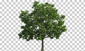 一棵枝叶繁茂的树主题免抠图片素材