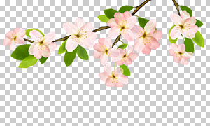 枝头上的粉色花朵前景装饰免抠素材
