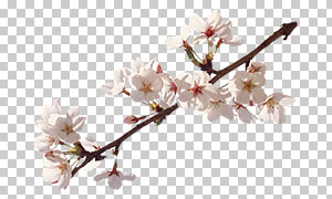春天树枝上的樱花主题免抠图片素材