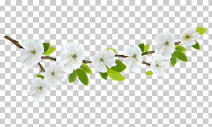 春天里长出白色小花的枝条免抠素材