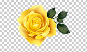 黄色的玫瑰花装饰元素免抠图片素材