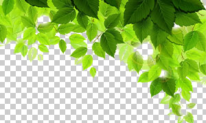 耀眼光晕与绿色的树叶免抠图片素材