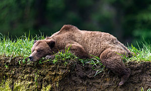 趴在草地上的一只棕熊摄影高清图片