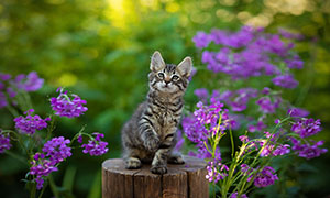 鲜花植物与可爱的小猫摄影高清图片