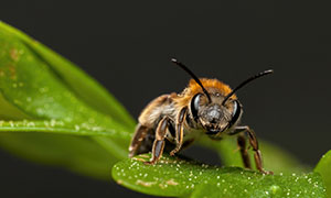 绿色树叶上的蜜蜂特写摄影高清图片