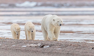带领着幼崽去觅食的北极熊摄影图片