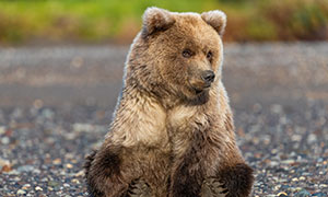 坐地上的棕熊幼崽特写摄影高清图片