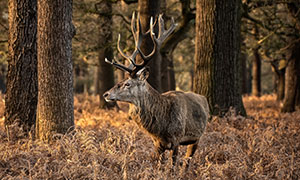 树林枯萎草丛中的驯鹿摄影高清图片