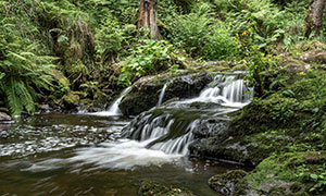 茂密植被与流淌的溪水摄影高清图片