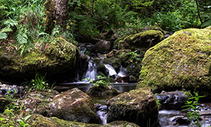 溪流与长着青苔的岩石摄影高清图片