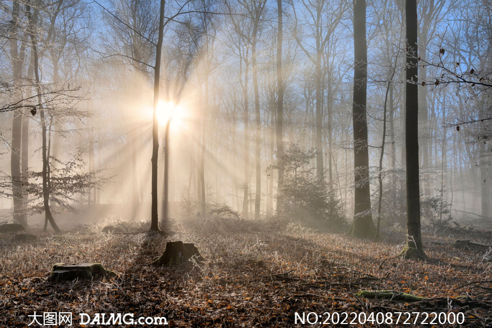 耀眼阳光照射下的树林摄影高清图片