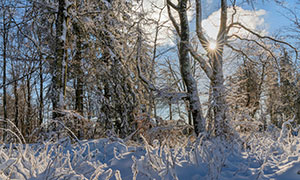 冬季積雪覆蓋著的樹木草叢攝影圖片