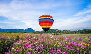 藍天大山花田與熱氣球攝影高清圖片